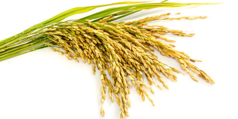 paddy rice seed  on a  white background